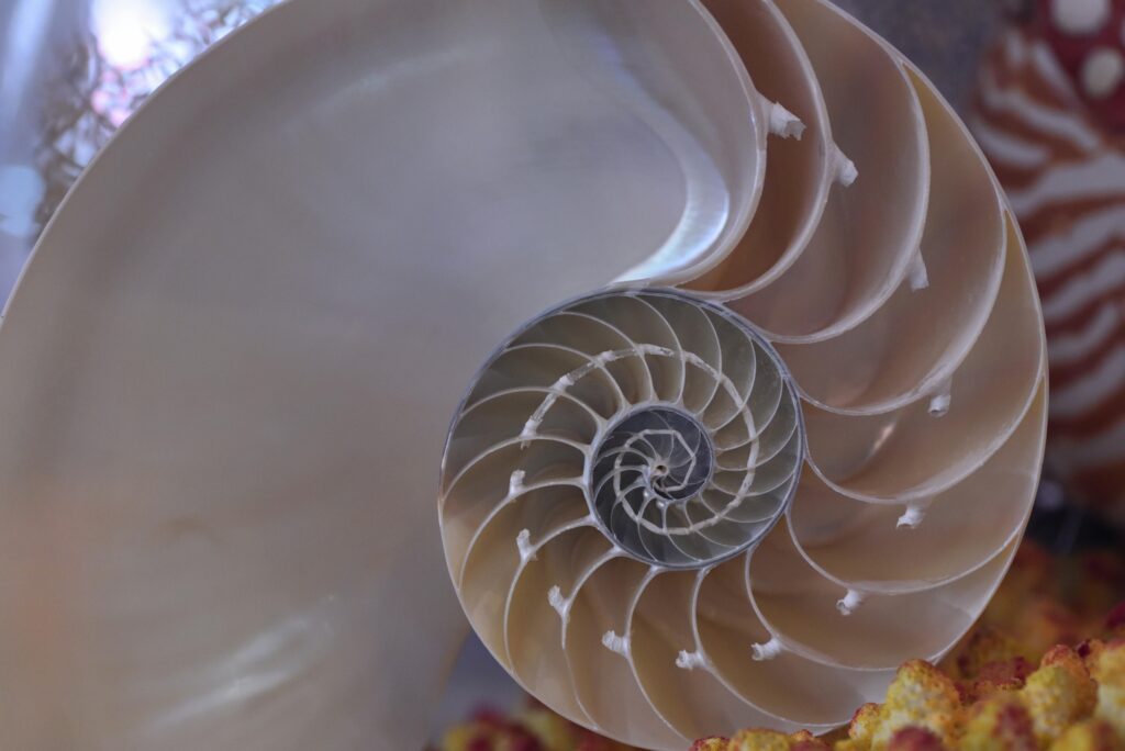 pexels-photo-13860281-13860281 Close up of a Seashell Digital Solutions for Business Growth